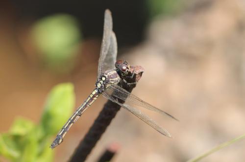 Potamarcha congener